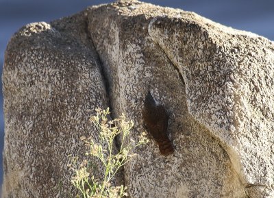 Canyon Wren