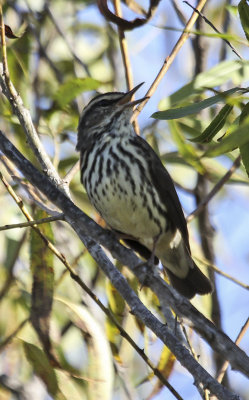 Northern Waterthrush