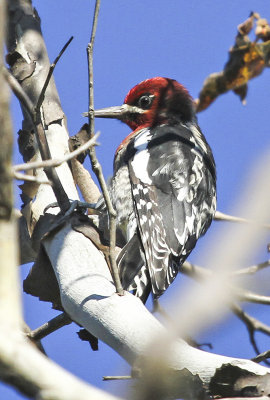 Red-breasted Sapsucker 