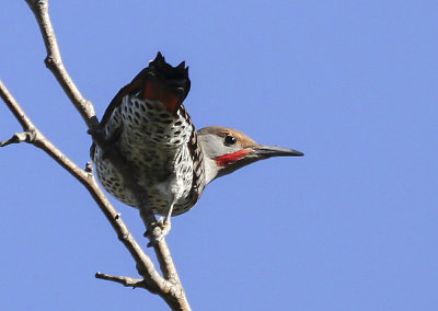 Northern Flicker 