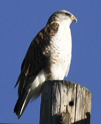 Ferruginous Hawk