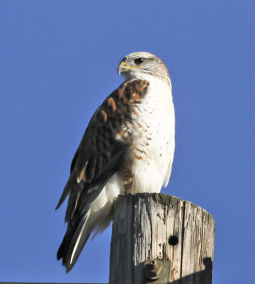 Ferruginous Hawk