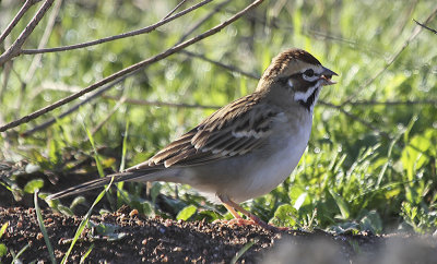 Lark Sparrow