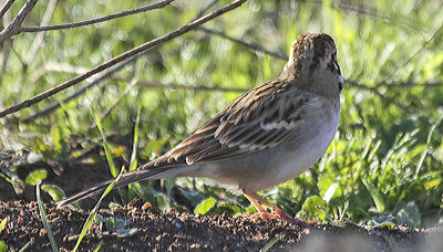 Lark Sparrow