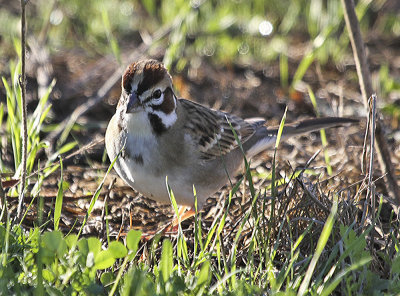 Lark Sparrow