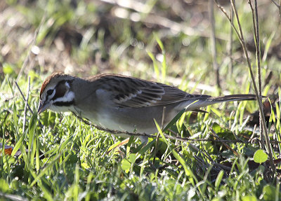 Lark Sparrow