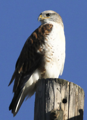 Ferruginous Hawk 