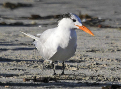 Royal Tern