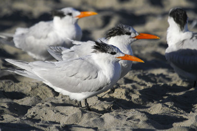 Royal Tern