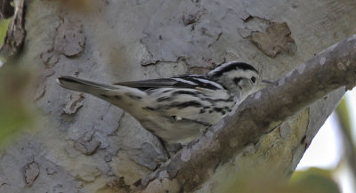Black and White Warbler