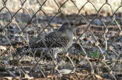 Northern flicker 