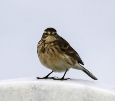 American Pipit