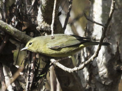 Orange-crowned Warbler