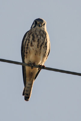 Prairie Falcon