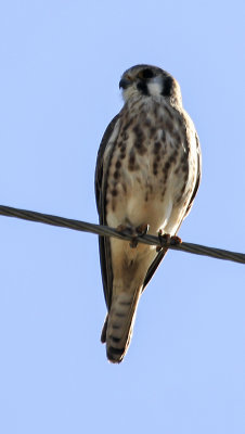 Prairie Falcon