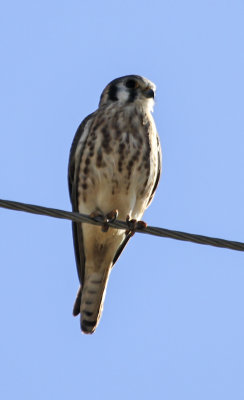 Prairie Falcon