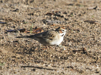 Lark Sparrow