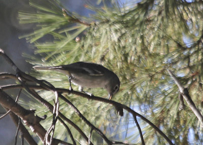 Plumbeous Vireo