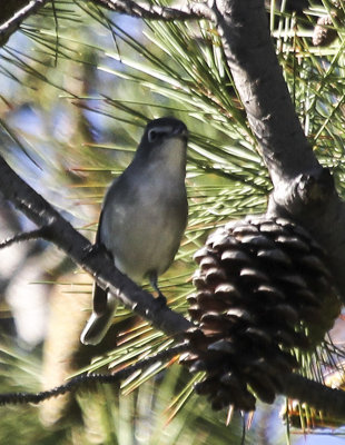 Plumbeous Vireo