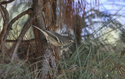 Plumbeous Vireo