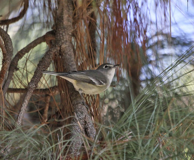 Plumbeous Vireo