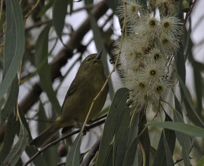 Orange-crowned Warbler