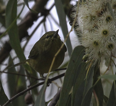 Orange-crowned Warbler