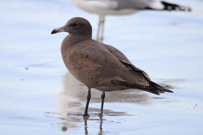 Heermann's Gull