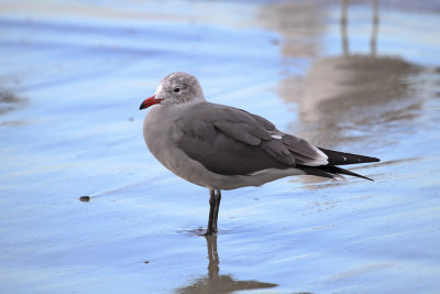 Heermann's Gull