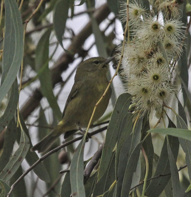 Orange-crowned Warbler