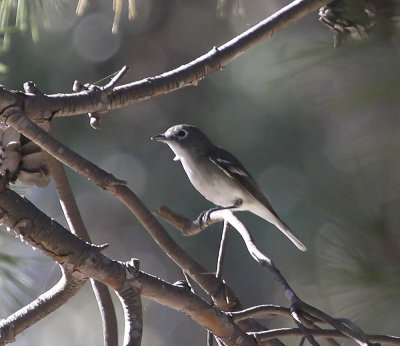 Plumbeous Vireo