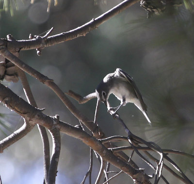 Plumbeous Vireo