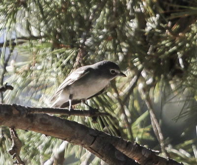 Plumbeous Vireo