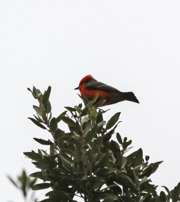 Vermillion Flycatcher