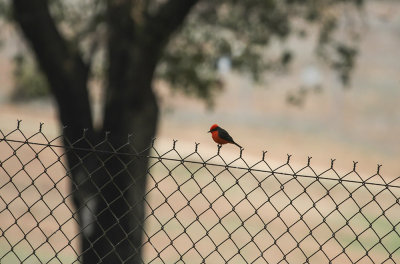 Vermillion Flycatcher