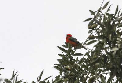 Vermillion Flycatcher
