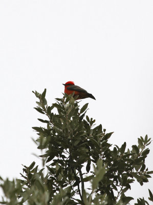 Vermillion Flycatcher