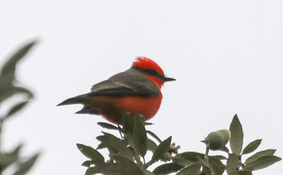 Vermillion Flycatcher
