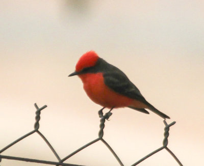 Vermillion Flycatcher