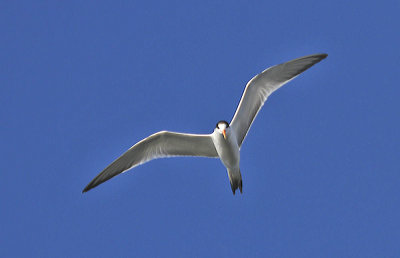 Royal Tern 