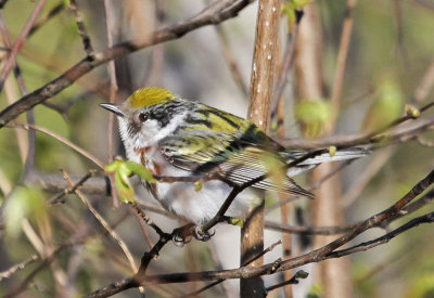 Chestnut-sided Warbler