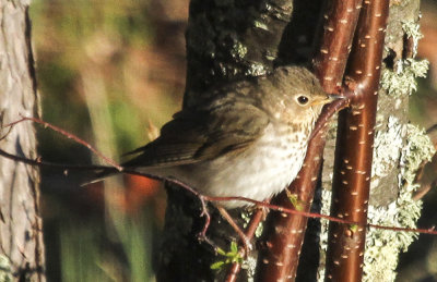 Hermit Thrush