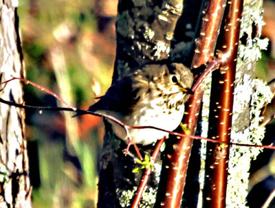 Hermit Thrush