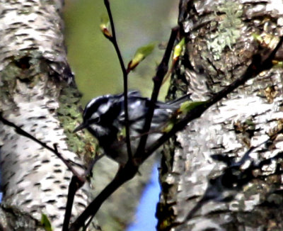 Black and White Warbler