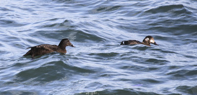 White-winged Scoter