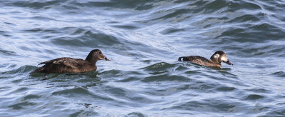 White-winged Scoter