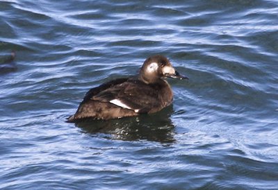 White-winged Scoter