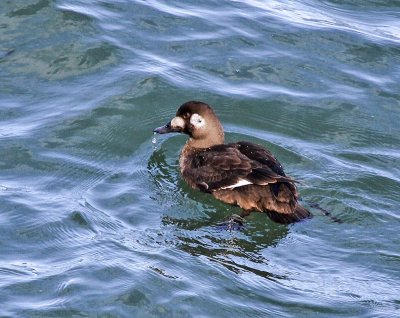 White-winged Scoter