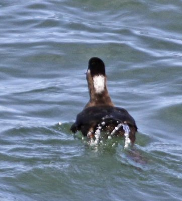 White-winged Scoter