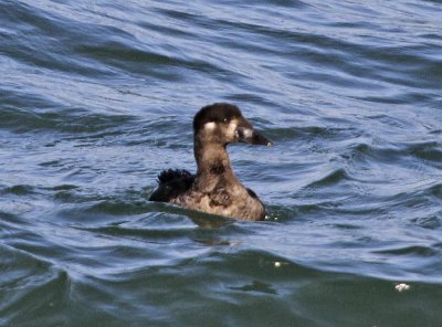 White-winged Scoter